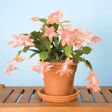 Heirloom Non-GMO Schlumbergera Flower Seeds for Planting – Christmas Cactus Blooms - Non-GMO for planting in home garden